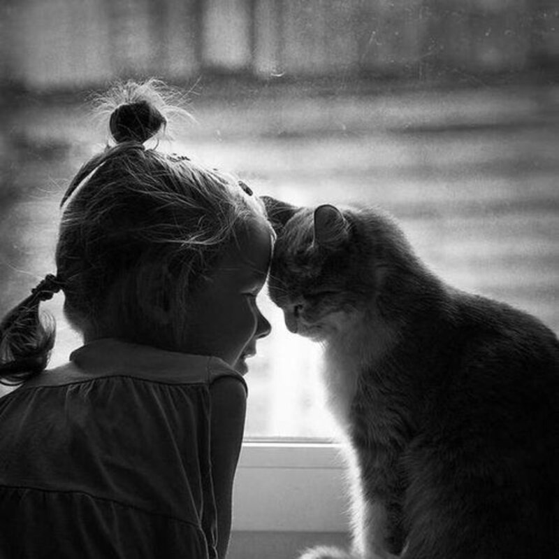 Girl and Cat Touching Heads
