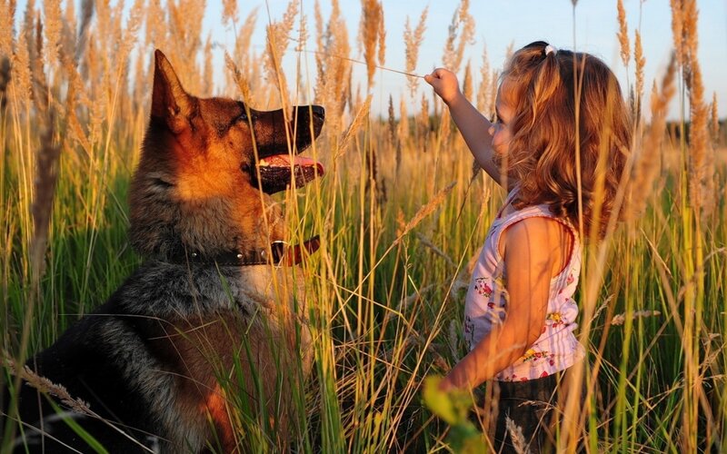 Girl and Dog in Field