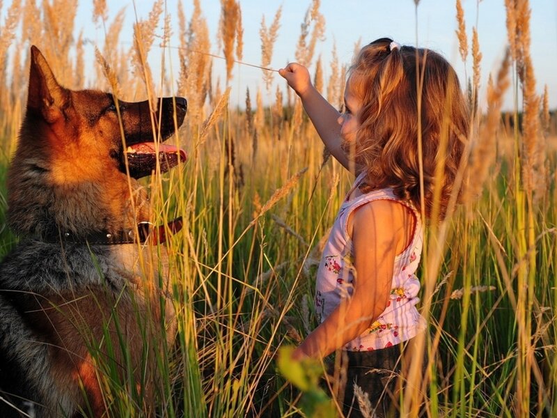 Girl and German Shepherd — Golden, Serene