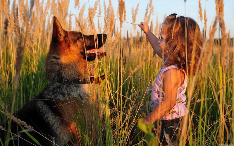Girl and German Shepherd — Golden