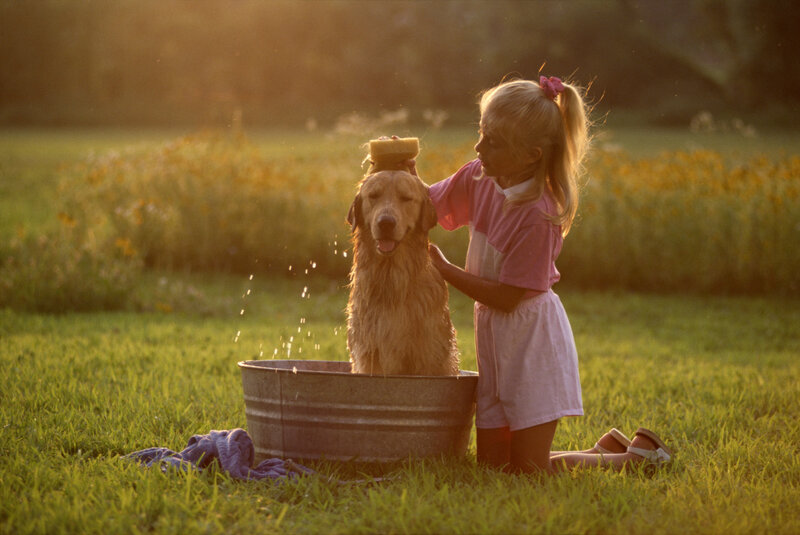 Girl Bathing Golden Retriever