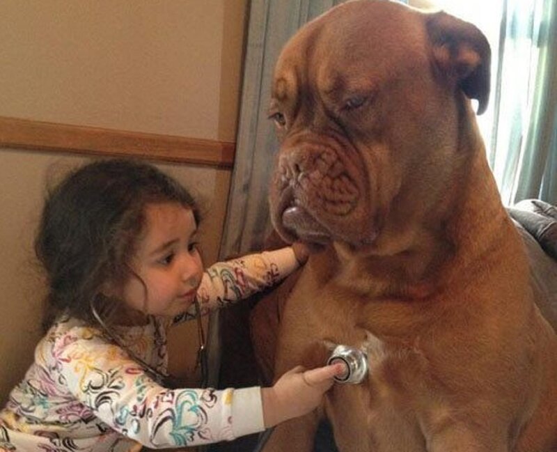 Girl Examining Dog