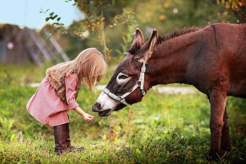 Girl Feeding a Donkey