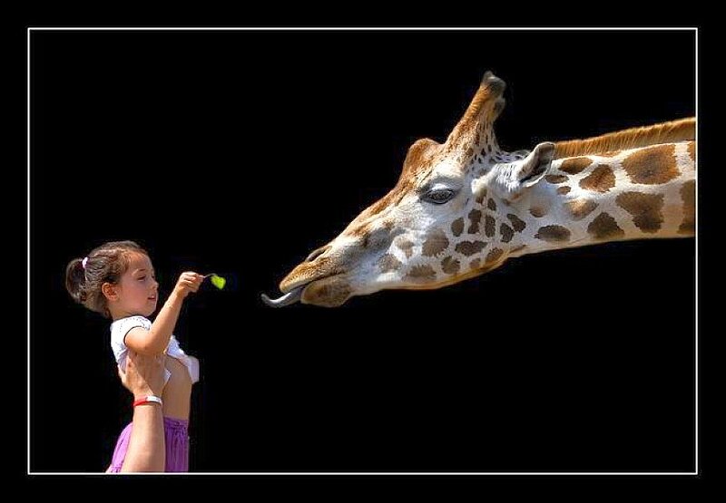 Girl feeding a giraffe