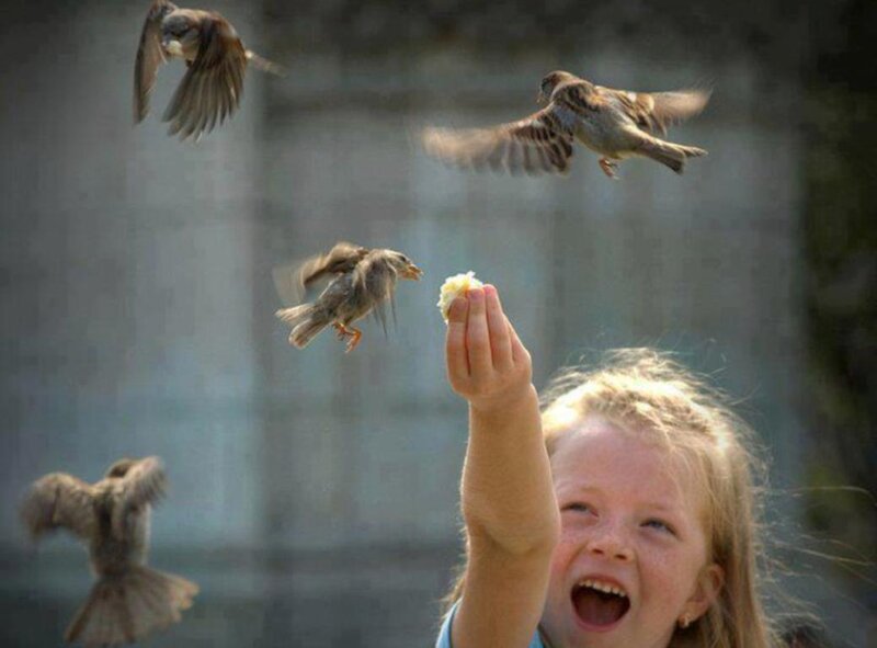 Girl Feeding Birds — Brown
