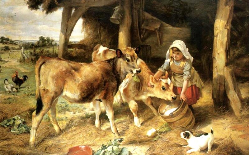 Girl Feeding Calves