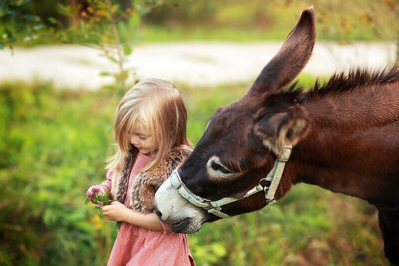 Girl Feeding Donkey
