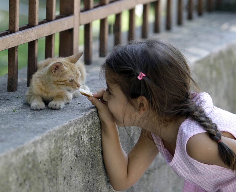 Girl Feeding Kitten