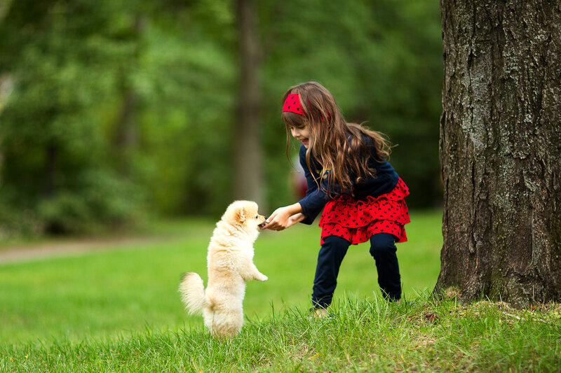 Girl Feeding Puppy — Green
