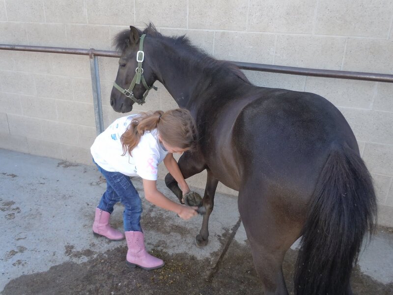 Girl Grooming Horse