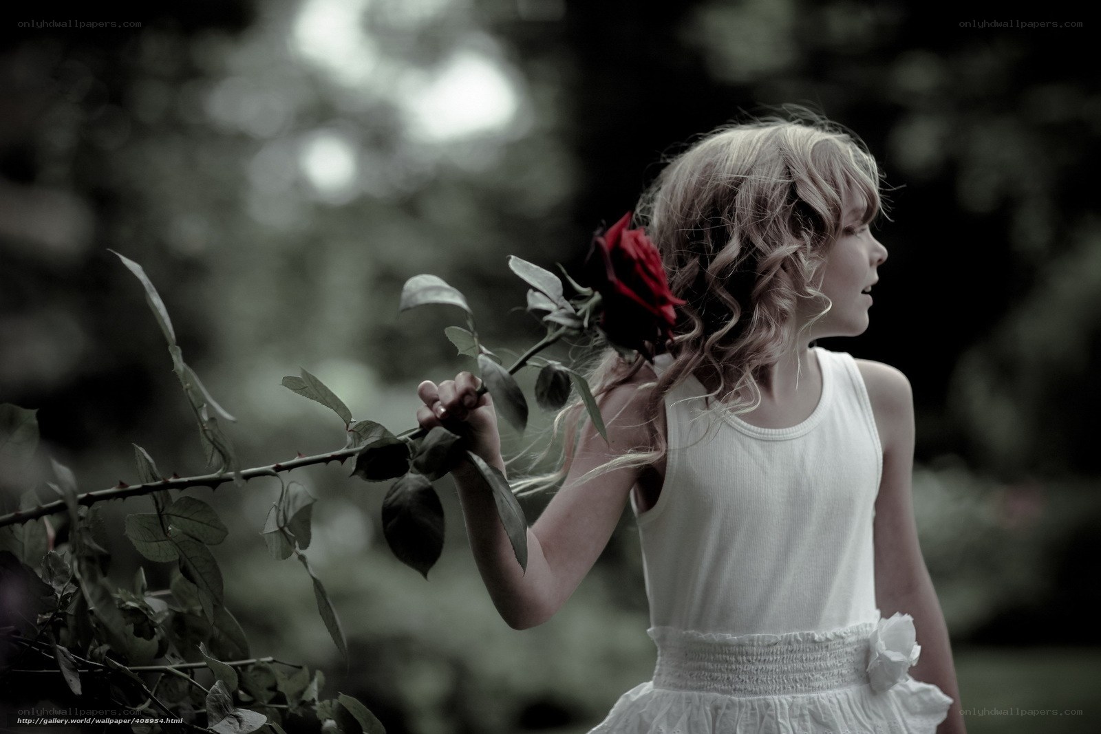 girl holding red rose