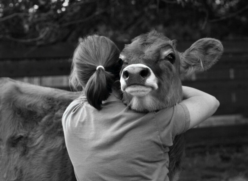 Girl Hugging Cow — Black