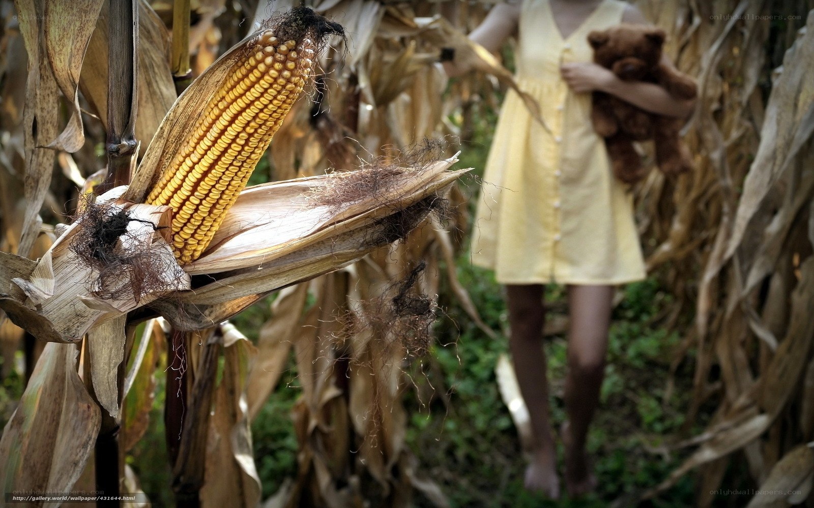 Girl in cornfield with teddy bear