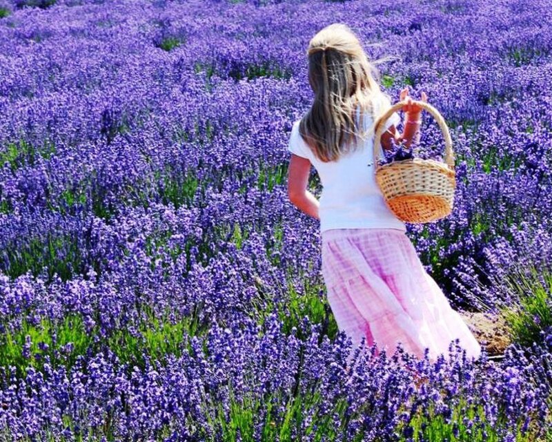 girl in lavender field
