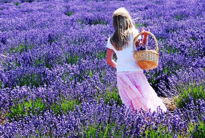 Girl in lavender field