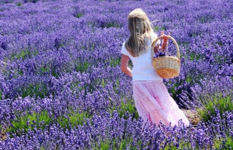Girl in Lavender Field — Purple
