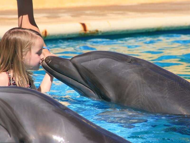 girl kissing dolphin at pool