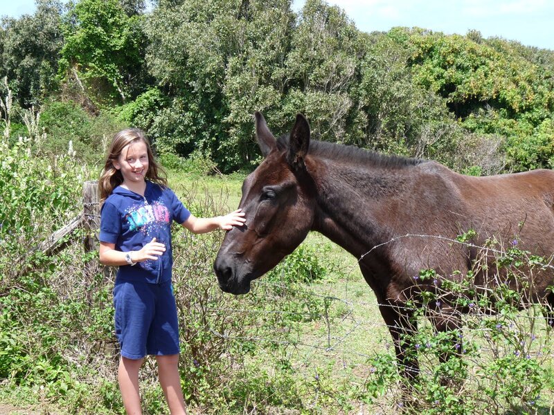 Girl Petting a Mule