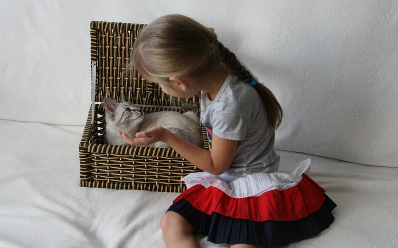 Girl Petting Cat in Basket