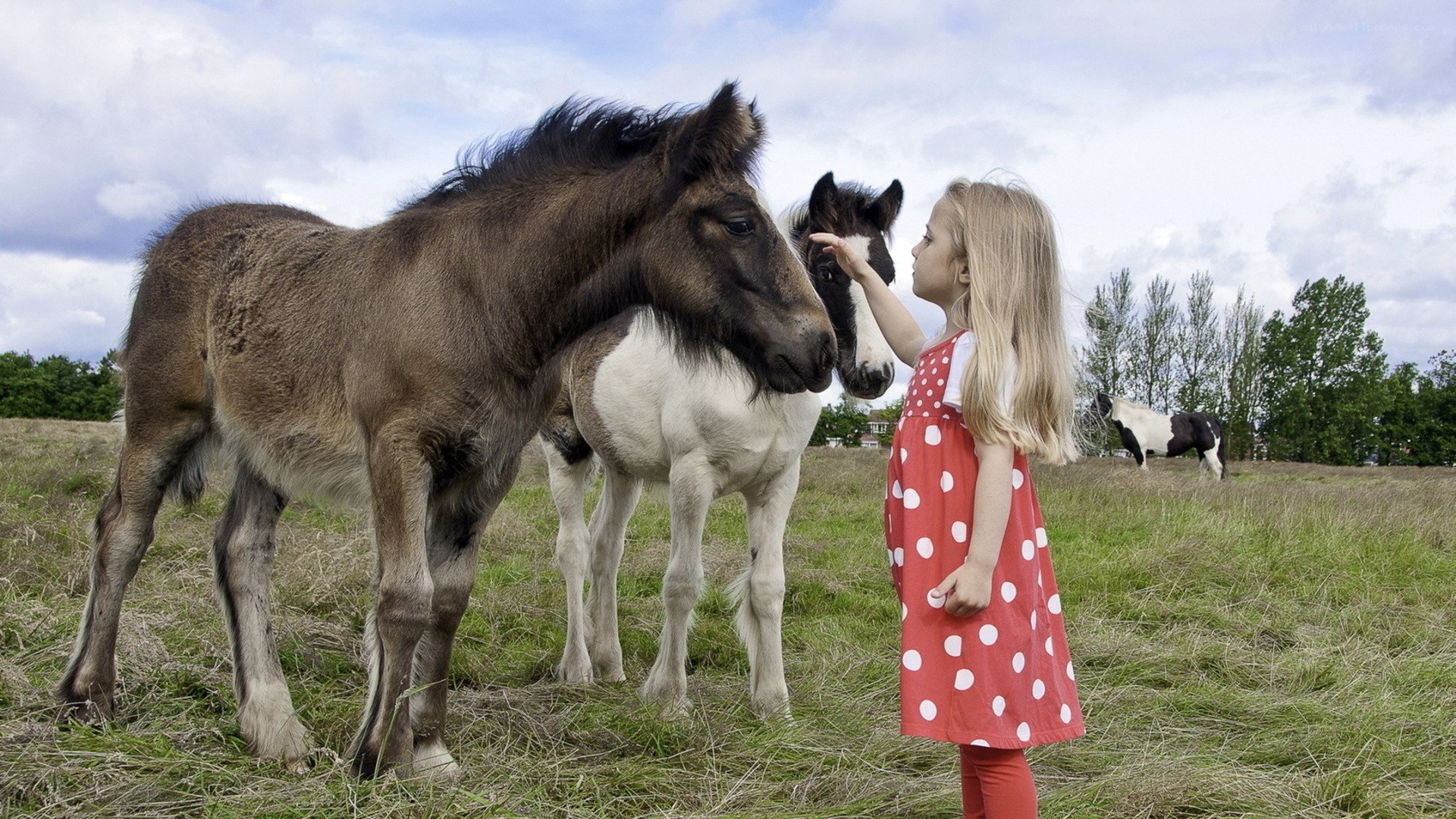 Girl petting foals in a field