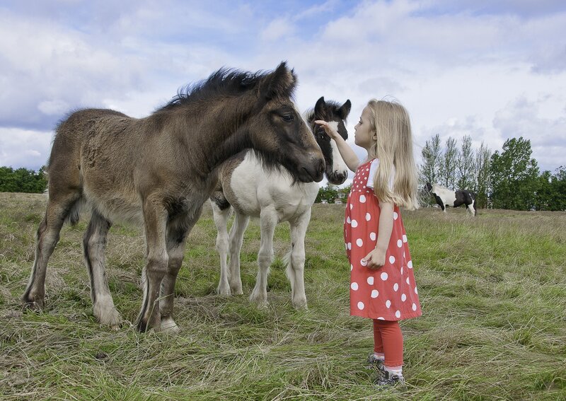 Girl Petting Foals