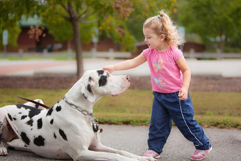 Girl Petting Great Dane