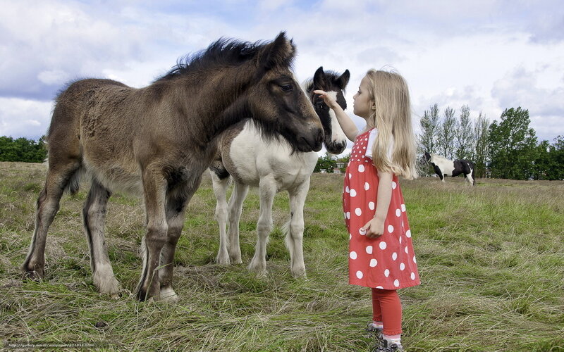 Girl Petting Two Foals