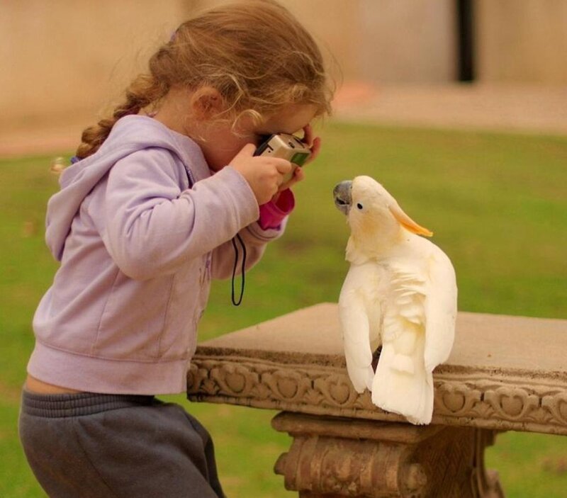 Girl Photographing Cockatoo — White