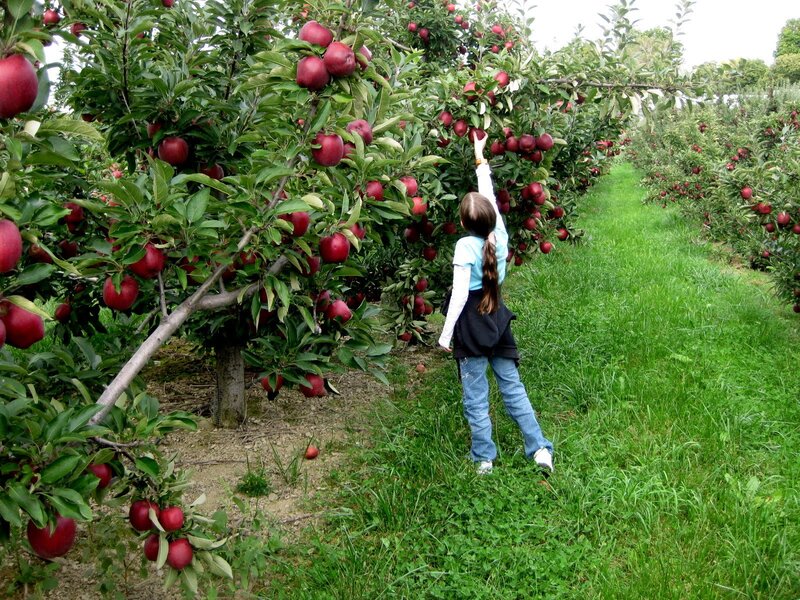 Girl Picking Apples