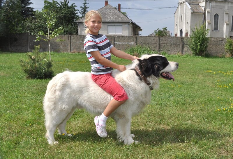 Girl Riding a Dog — Green