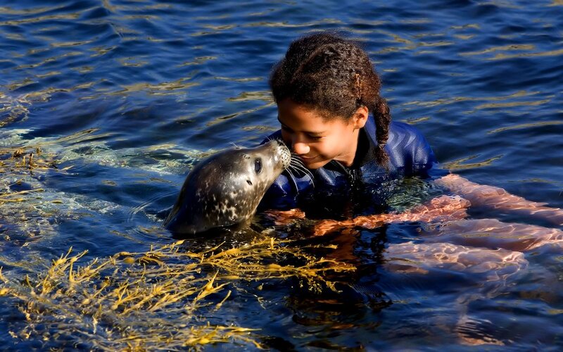 girl swimming with seal