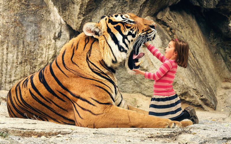 Girl Touching Tiger — Orange