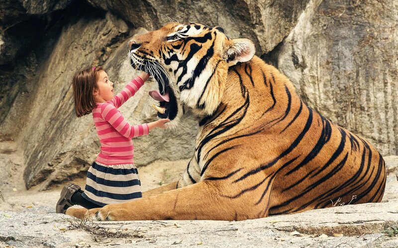 Girl Touching Tiger