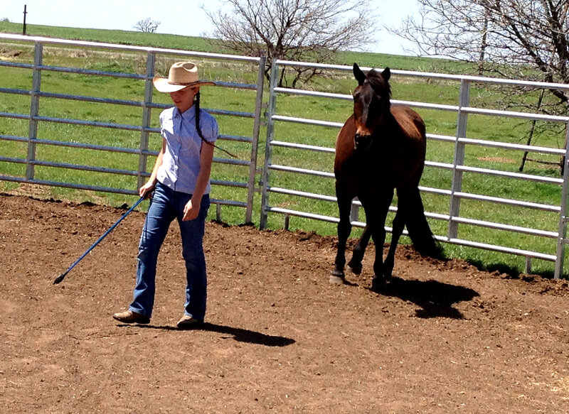 Girl Training a Horse