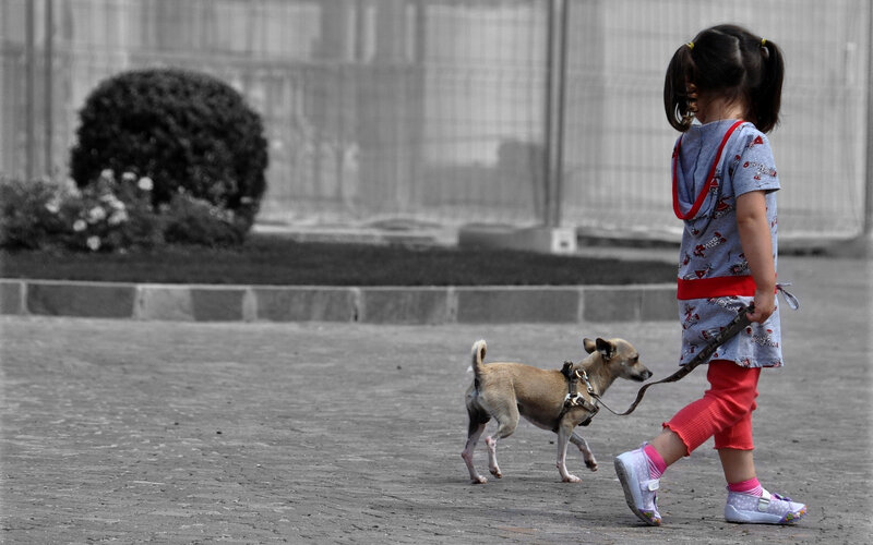 Girl Walking a Dog — Gray
