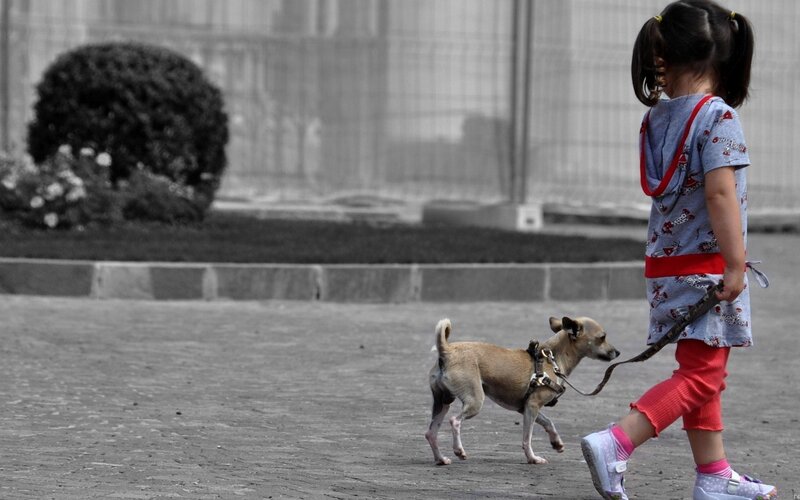 Girl Walking Dog — Gray