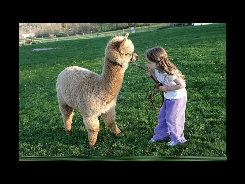 girl with alpaca on grass