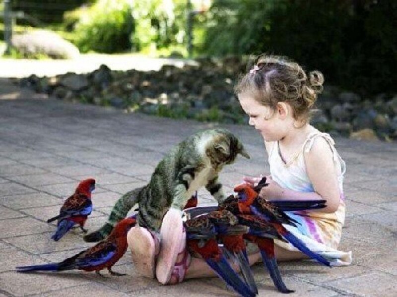 Girl with Birds and Cat — Red