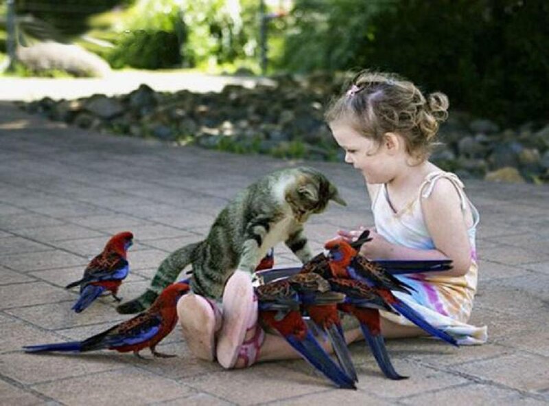 Girl with Birds and Cat