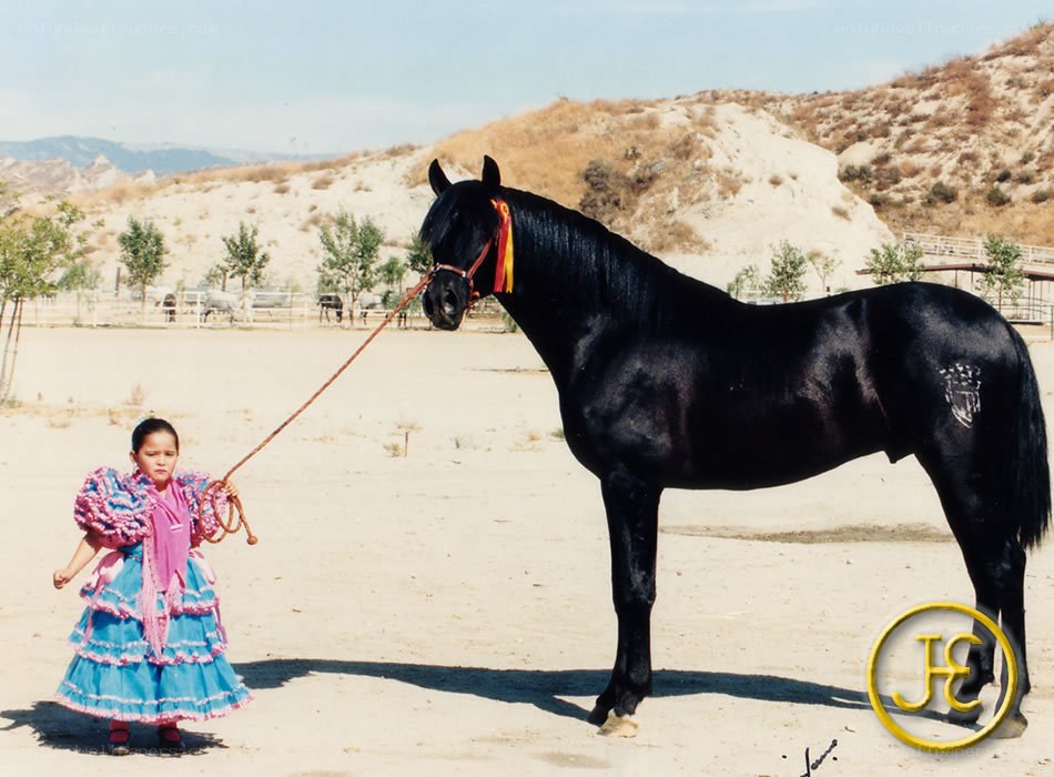 girl with black horse