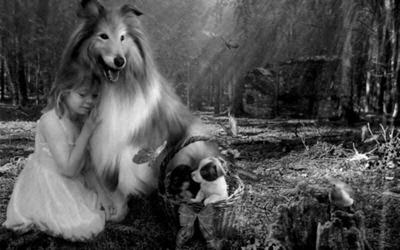 Girl with Collie Dog — Black