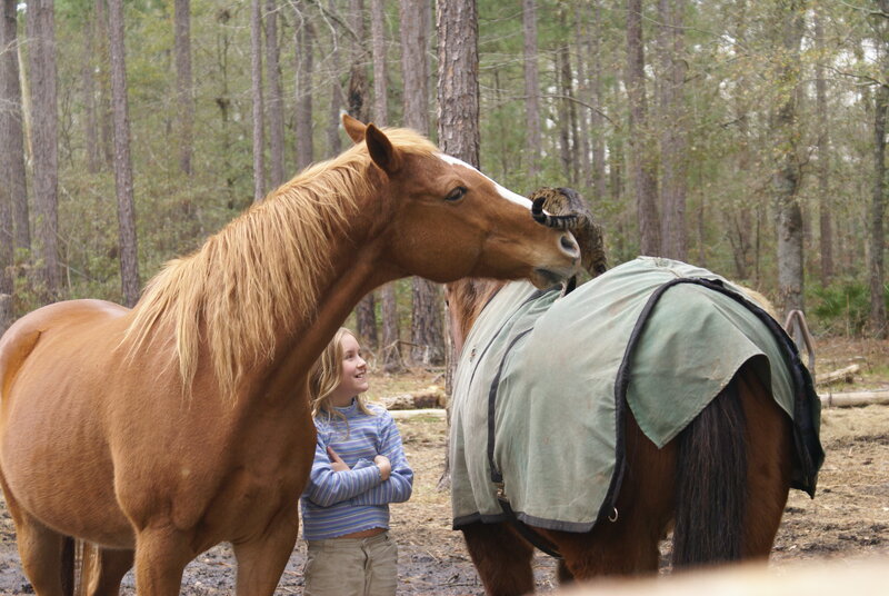 Girl with horses in forest