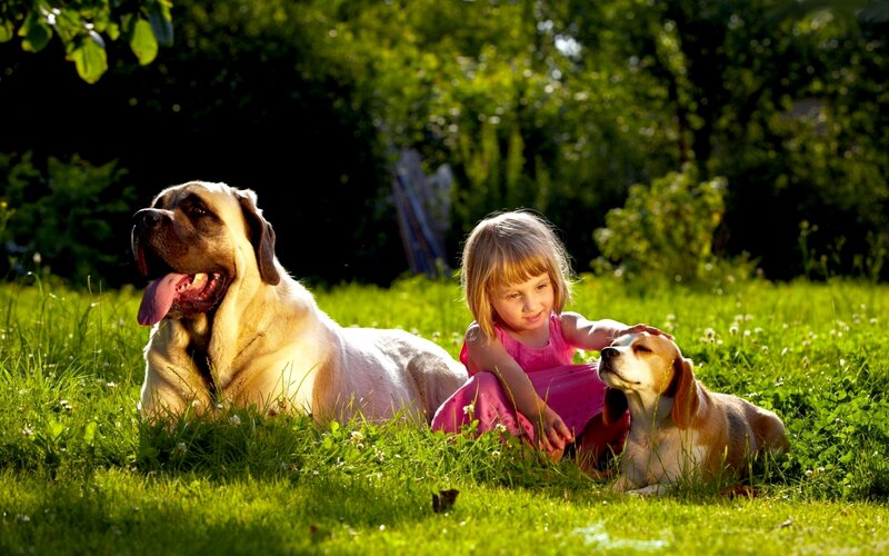Girl with Two Dogs — Green, Peaceful, Afternoon