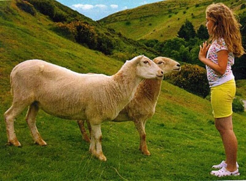 Girl with Two Sheep