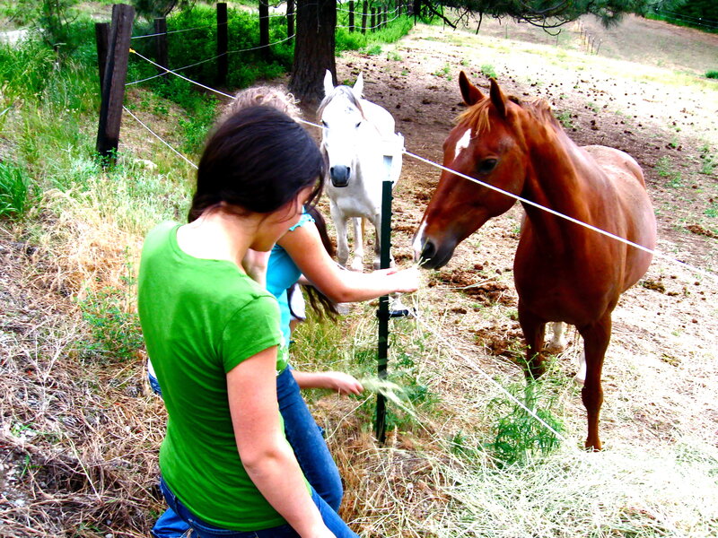 Girls feeding horses at a farm