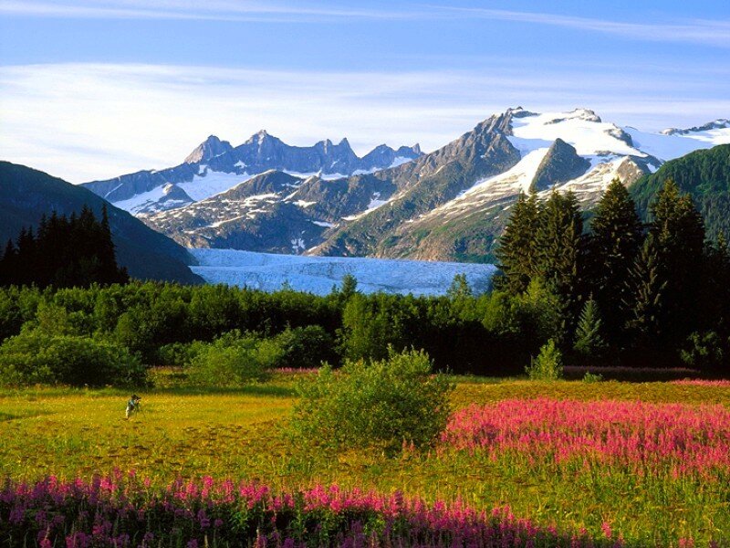 Glacier and wildflowers in Alaska