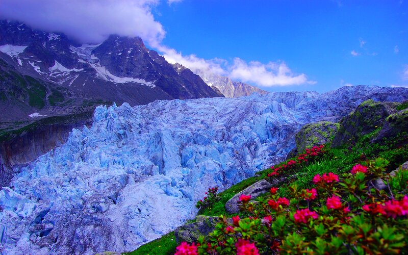 Glacier with Flowers