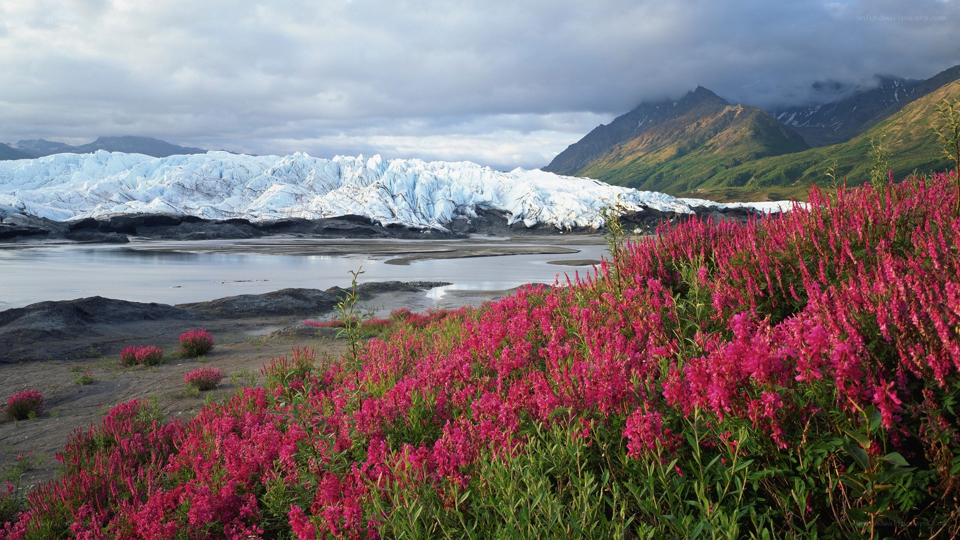 Glacier with pink flowers