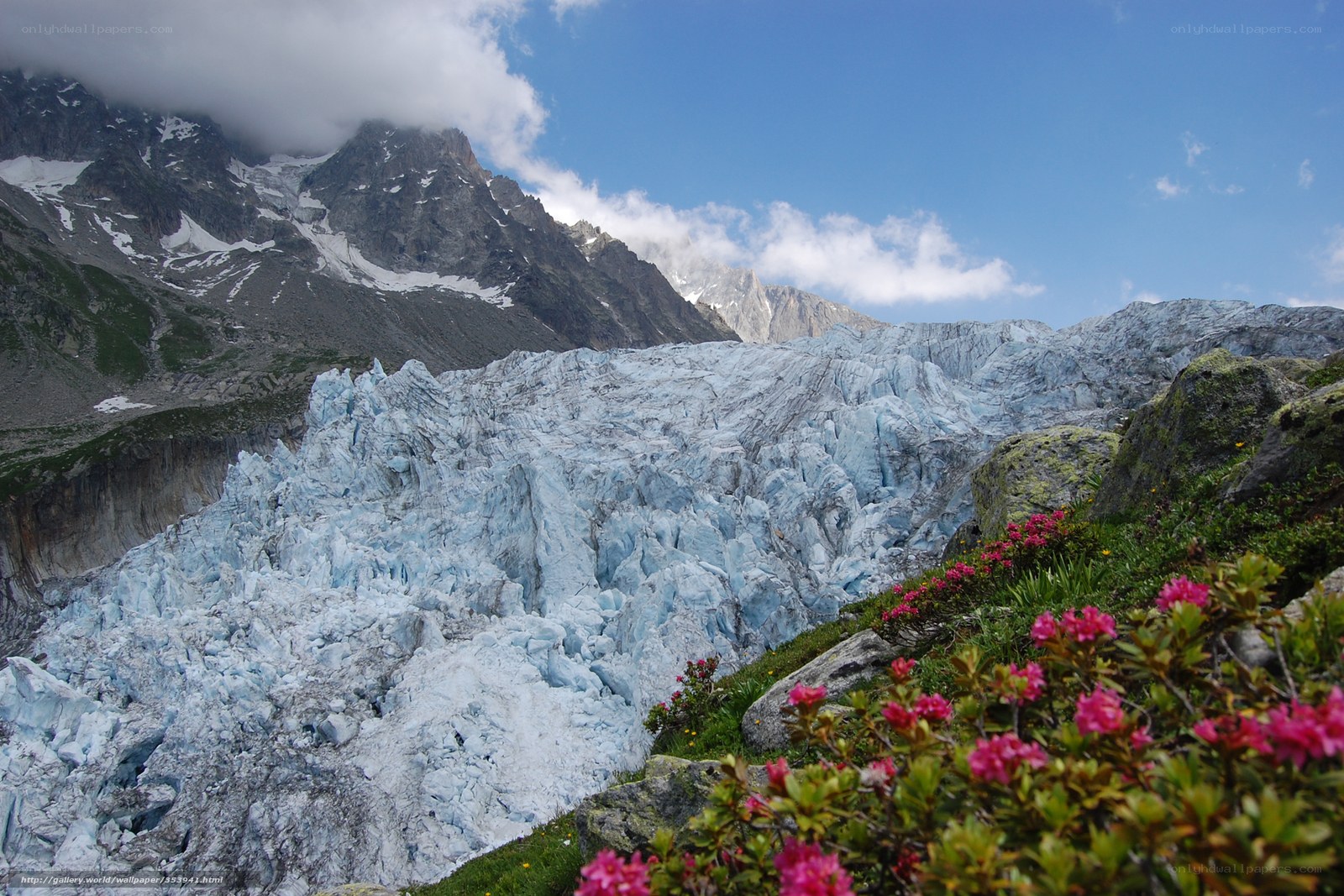 Glacier with pink flowers