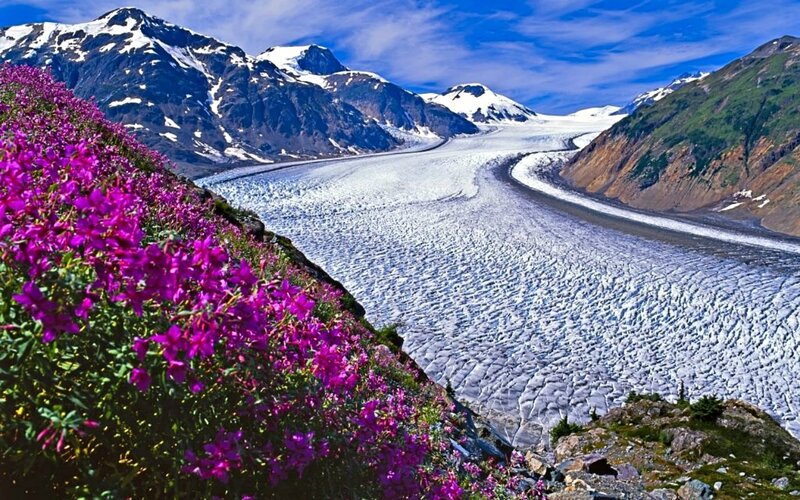 Glacier with Purple Flowers